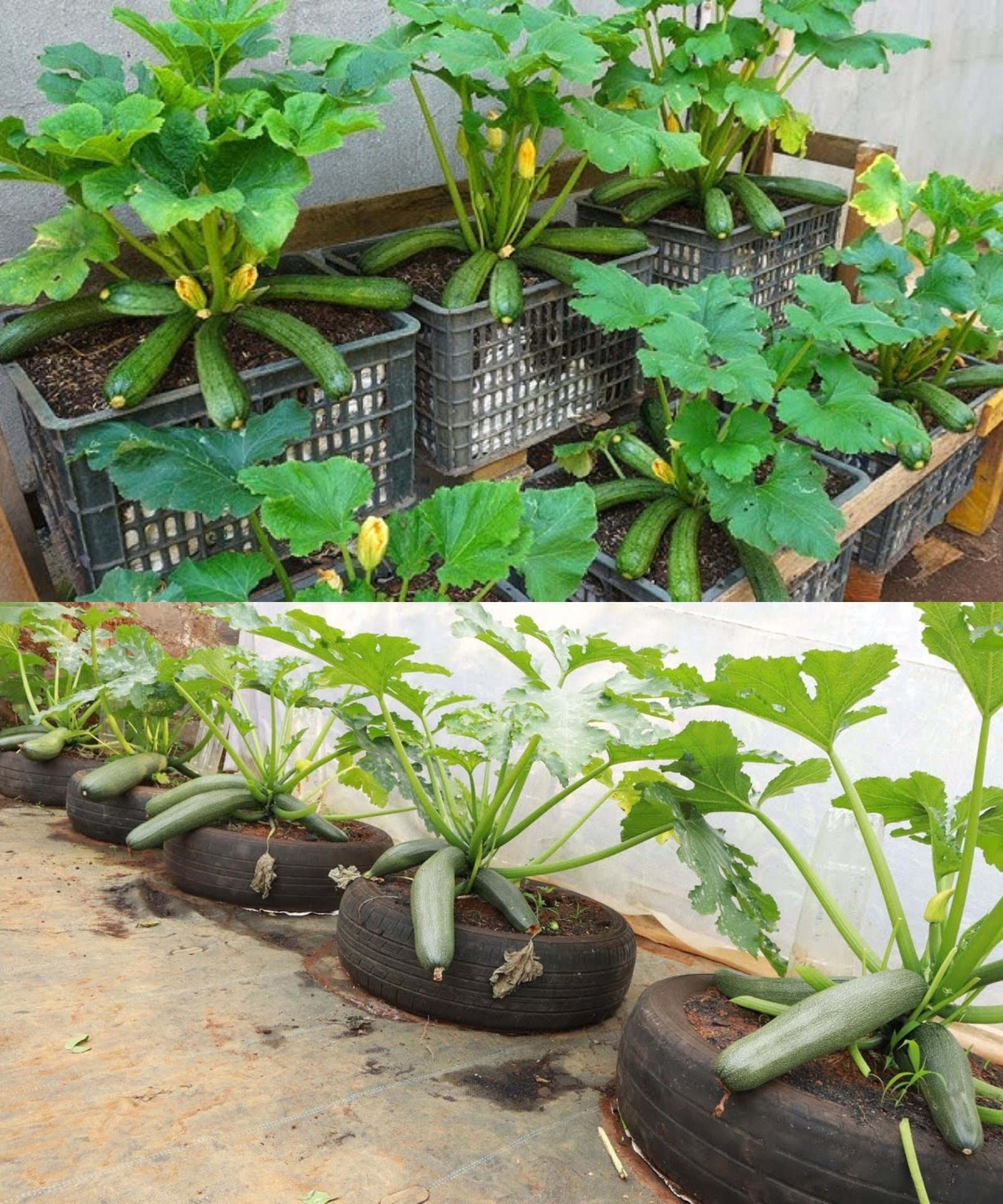 6 klaidos, dėl kurių tavo cukinijos neduoda derliaus (ir kaip jų išvengti)