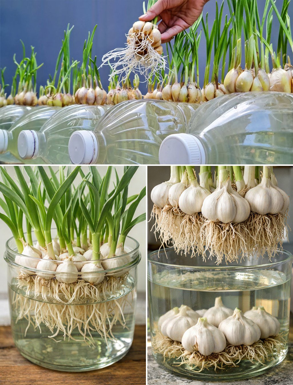 Taip auginu česnakus – jų nebeperku jau daugelį metų