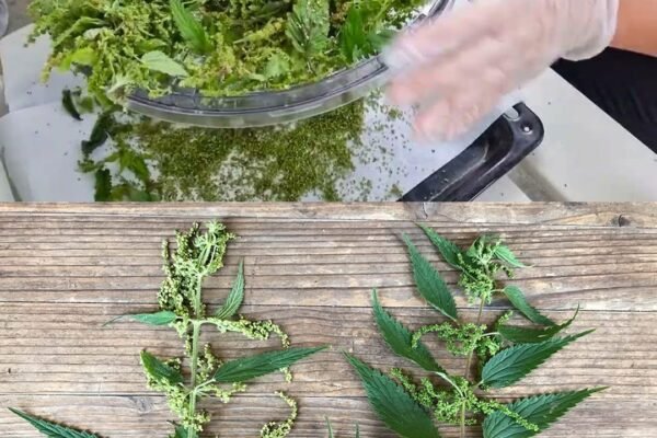 Ši „piktžolė“ valo organizmą, stiprina kraują ir net padeda plaukams: išbandžiau pati