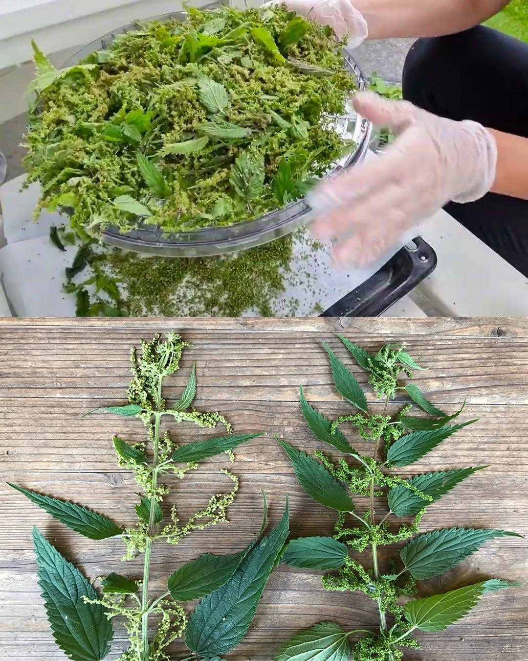 Ši „piktžolė“ valo organizmą, stiprina kraują ir net padeda plaukams: išbandžiau pati