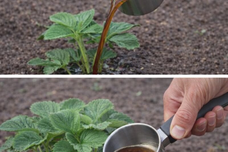 🍓 Vieną kartą pavasarį patręšiu braškes – ir visą sezoną renku dideles, saldžias uogas