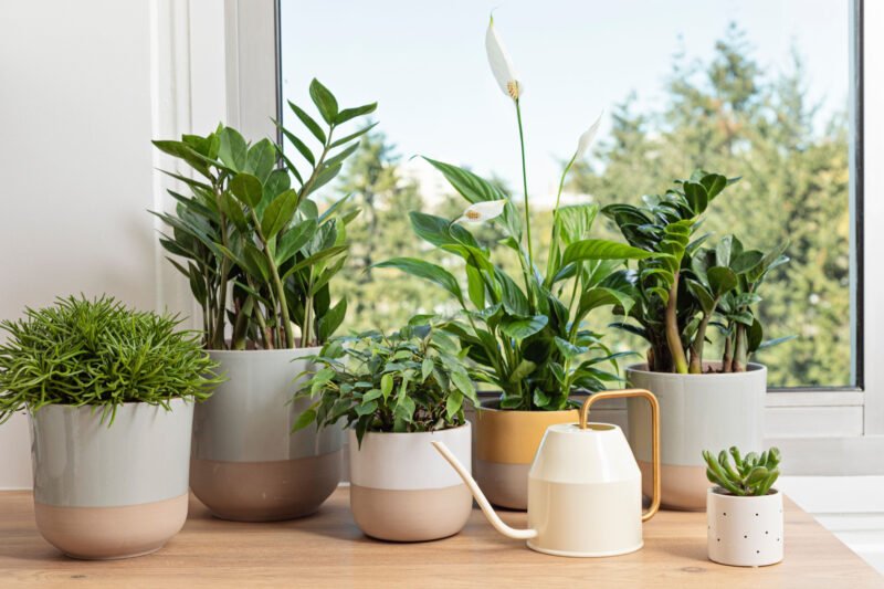 Augalai ant palangės