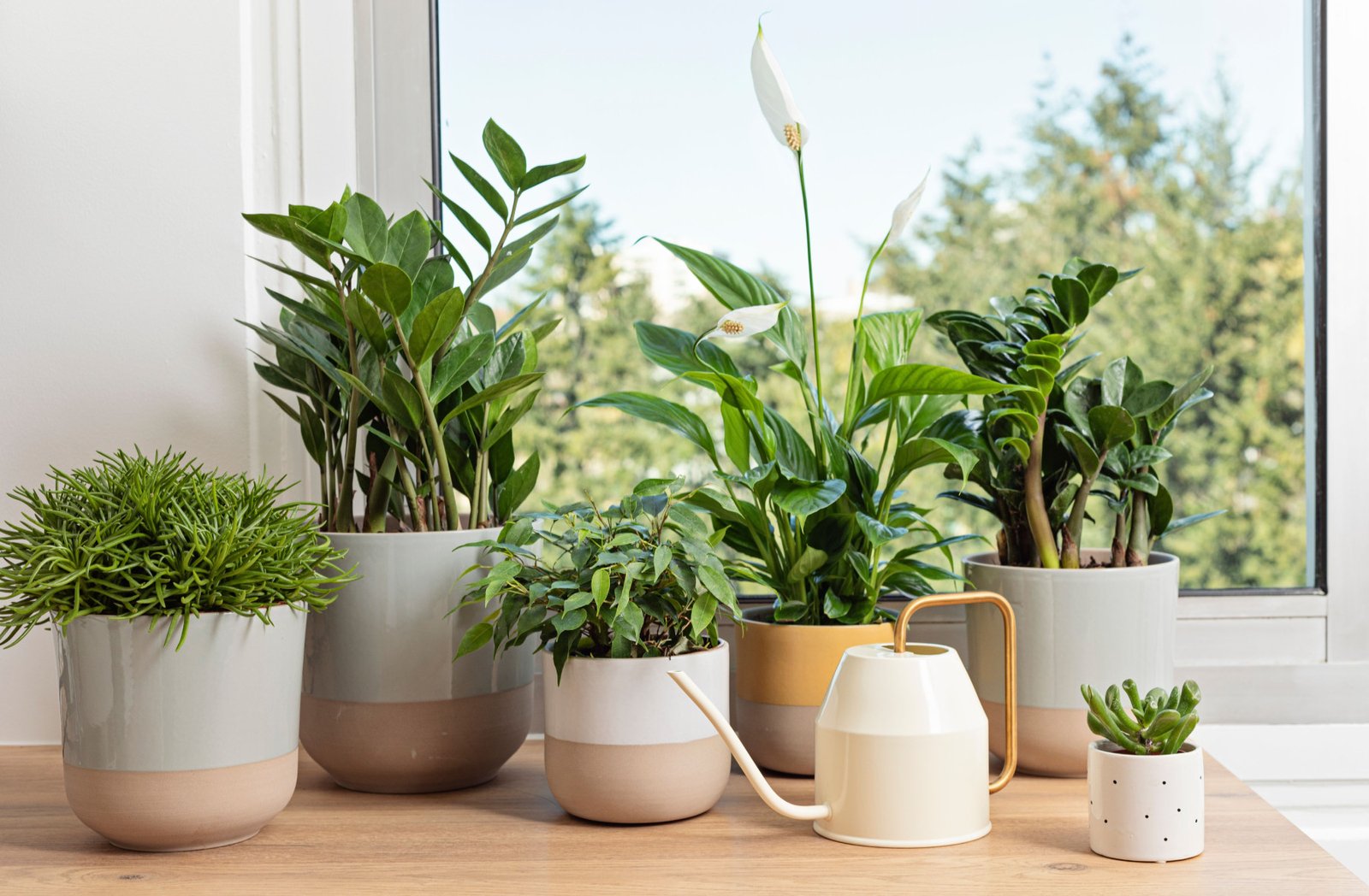 Tavo augalai stovi ne prie to lango – todėl jie ir skursta (paaiškinu, kaip iš tikrųjų reikia)