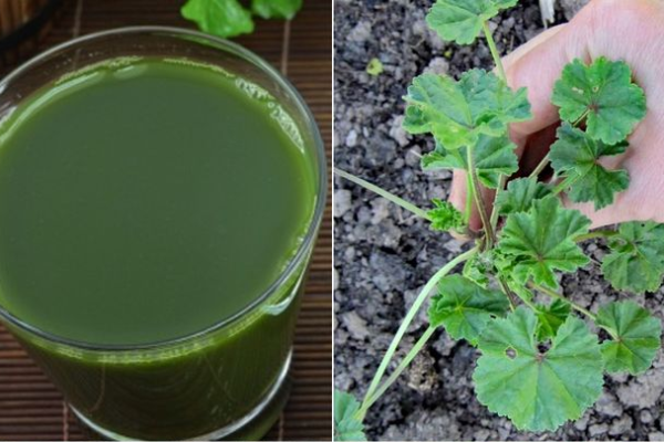 Daug kas ją rautų kaip piktžolę, bet iš tikro tai vertingas augalas