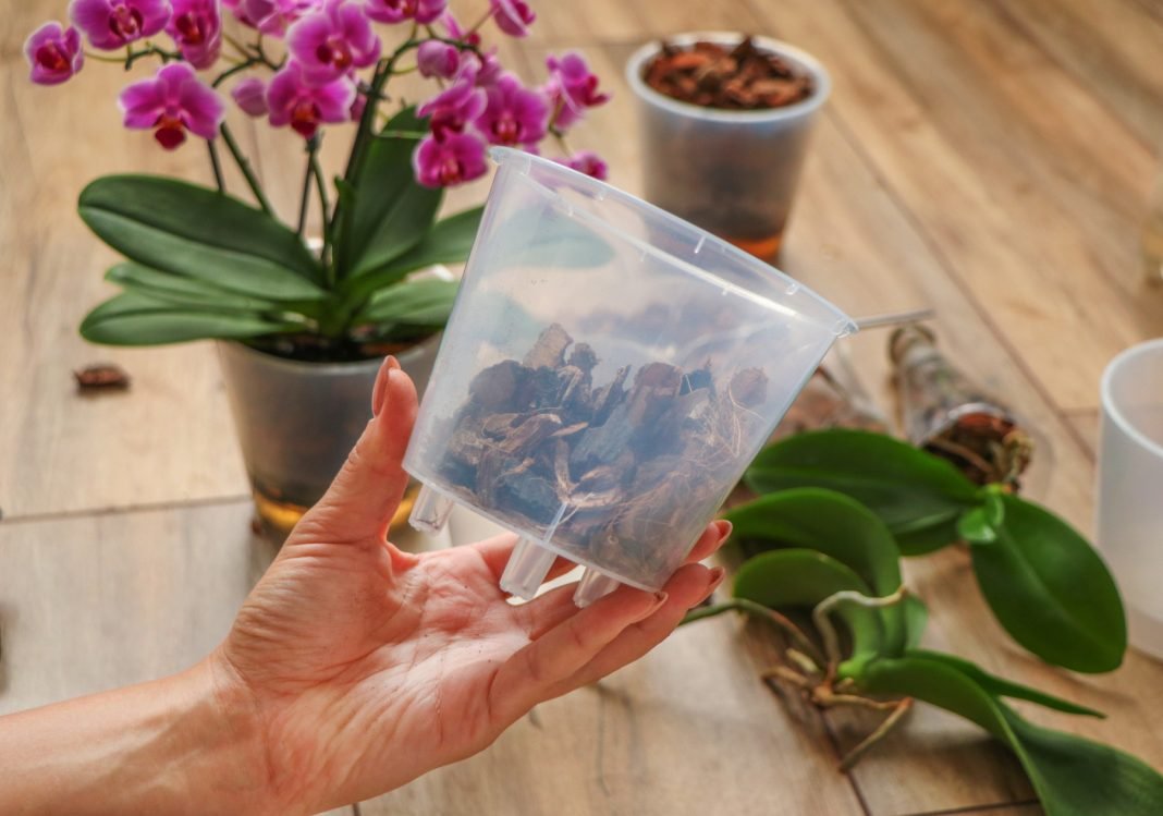 Supratau vieną dalyką apie orchidėjas… ir jos pradėjo žydėti be perstojo