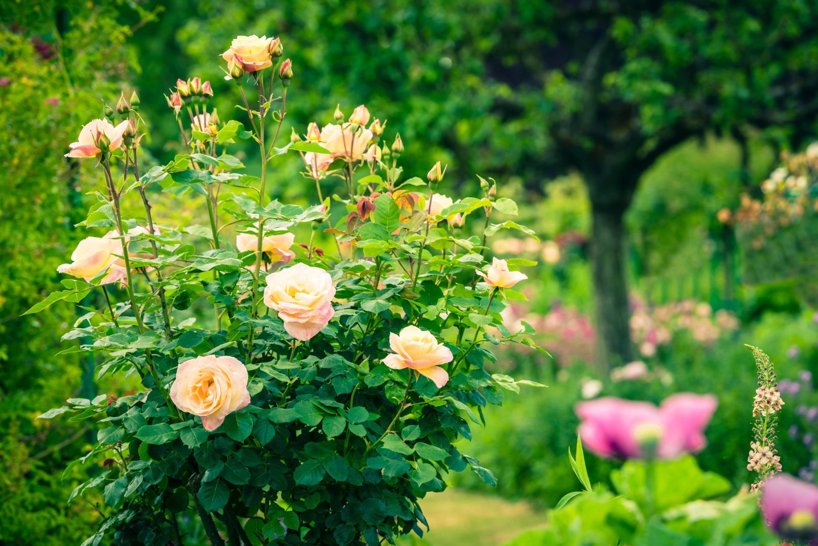 Rožė nustojo žydėti? 90% žmonių ignoruoja šiuos signalus