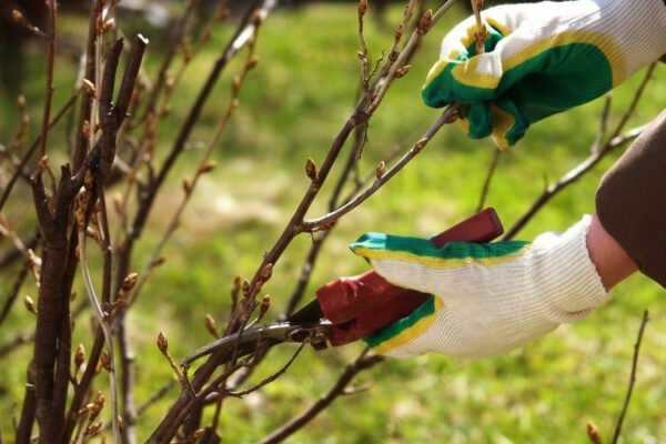 Padariau tai su serbentais pavasarį – derlius nustebino net mane