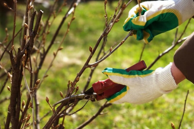 Pavasarinė serbentų priežiūra