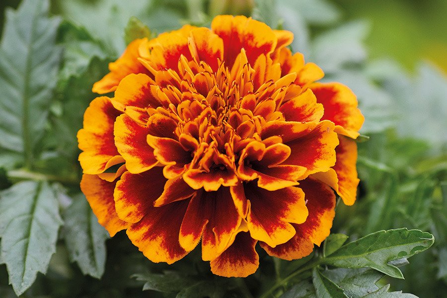 Aksominiai serenčiai: kada sėti daigams ir sodinti į atvirą gruntą pagal mėnulio kalendorių