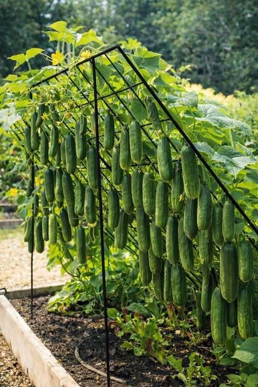 Agurkus auginu beveik 20 metų: štai ką darau, kad derlius džiugintų kibirais iki pat rudens