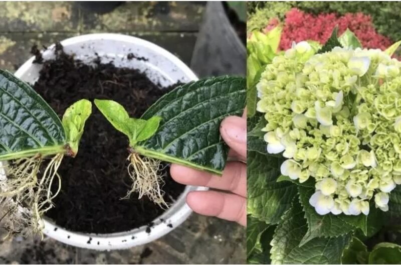 Hortenzijos