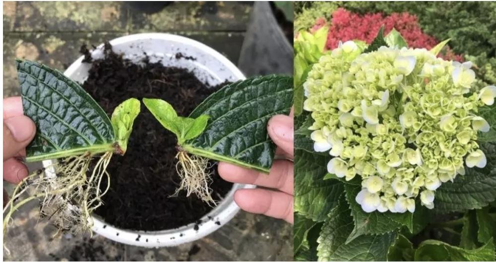 Hortenzijų dauginimas iš lapų: metodas, kuris mane pačią nustebino jau po mėnesio