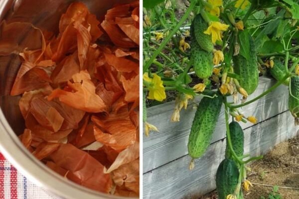 🥒 Agurkų tręšimas svogūnų lukštų užpilu: natūrali priemonė stipresniems augalams