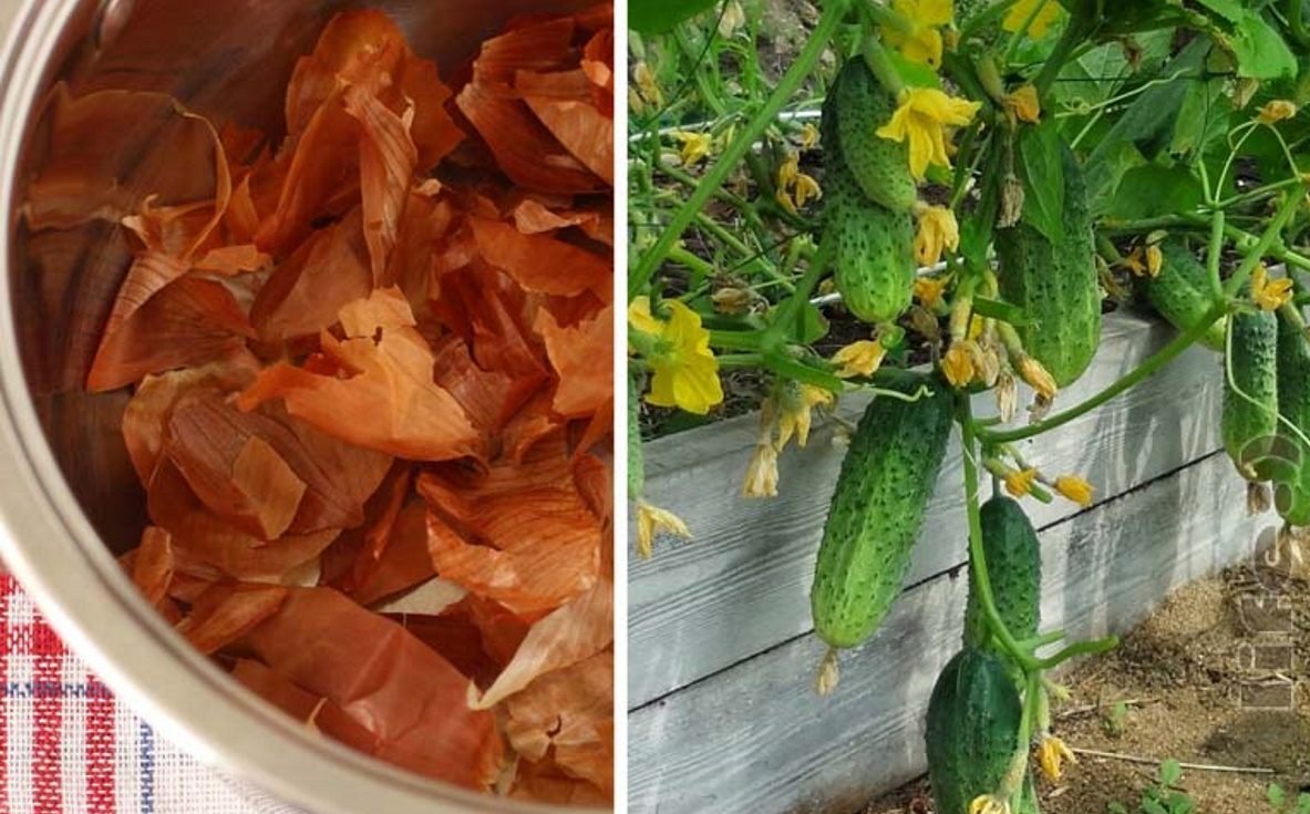 🥒 Agurkų tręšimas svogūnų lukštų užpilu: natūrali priemonė stipresniems augalams