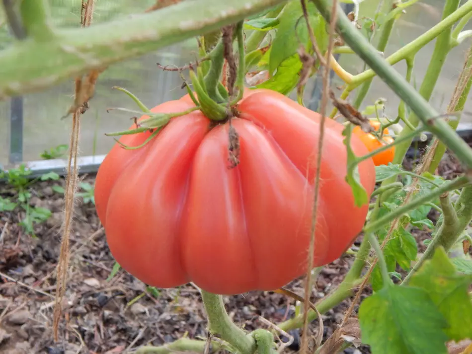 🍅 Maistinė soda pomidorams: paprastas būdas sustiprinti krūmus ir pagerinti derlių