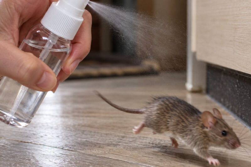 Kaip atbaidyti peles namuose: kvapai ir veiksmingi prevencijos būdai