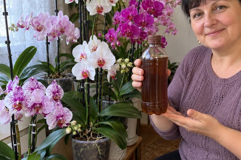 Kaip tręšti orchidėją, kad ji augtų: tinkama trąšų koncentracija ir dažniausios klaidos