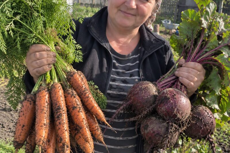 Kada kasti morkas ir burokėlius rudenį, kad derlius geriau laikytųsi per žiemą