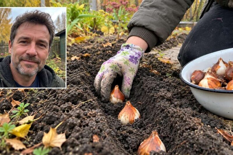 Kada ir kaip sodinti tulpes rudenį, kad pavasarį gausiai žydėtų