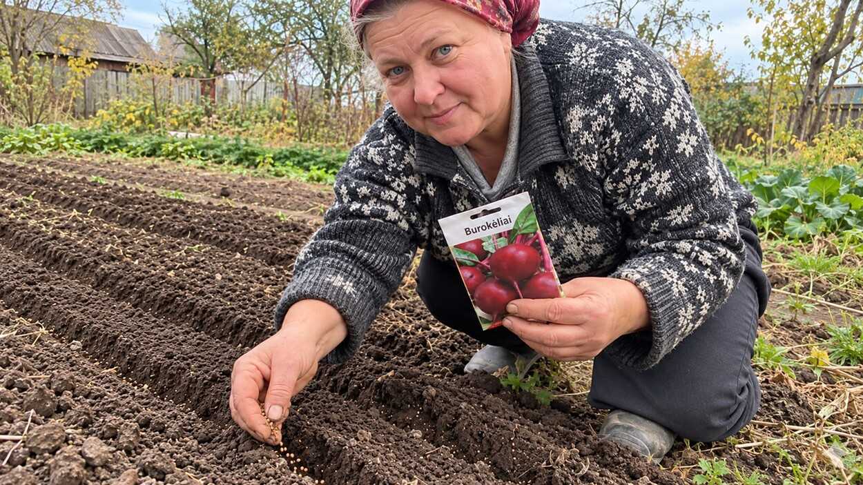 Burokėlius galima sėti prieš žiemą, bet neskubėkite: viena klaida gali pražudyti visą derlių