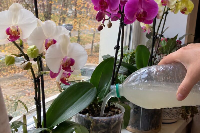 Kodėl orchidėja nežydi: 5 priežiūros dalykai, kuriuos verta patikrinti