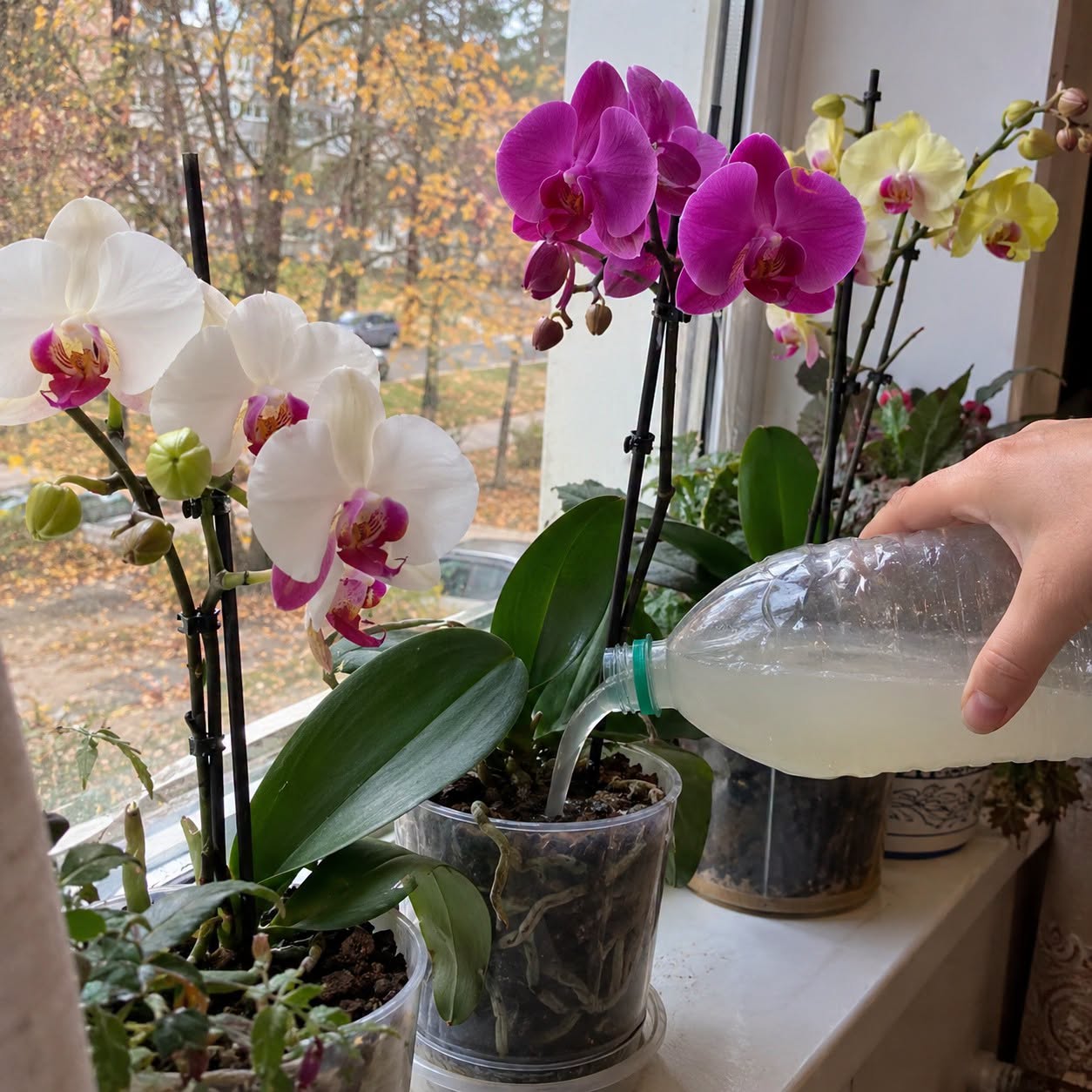 Orchidėja augina tik lapus ir nežydi? Pirmiausia patikrinkite šiuos 5 dalykus