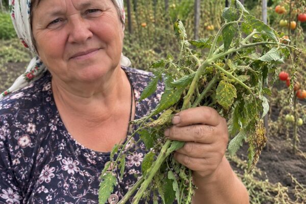 Nuskynėte paskutinius pomidorus? Štai kur dar gali praversti likę sveiki stiebai ir lapai