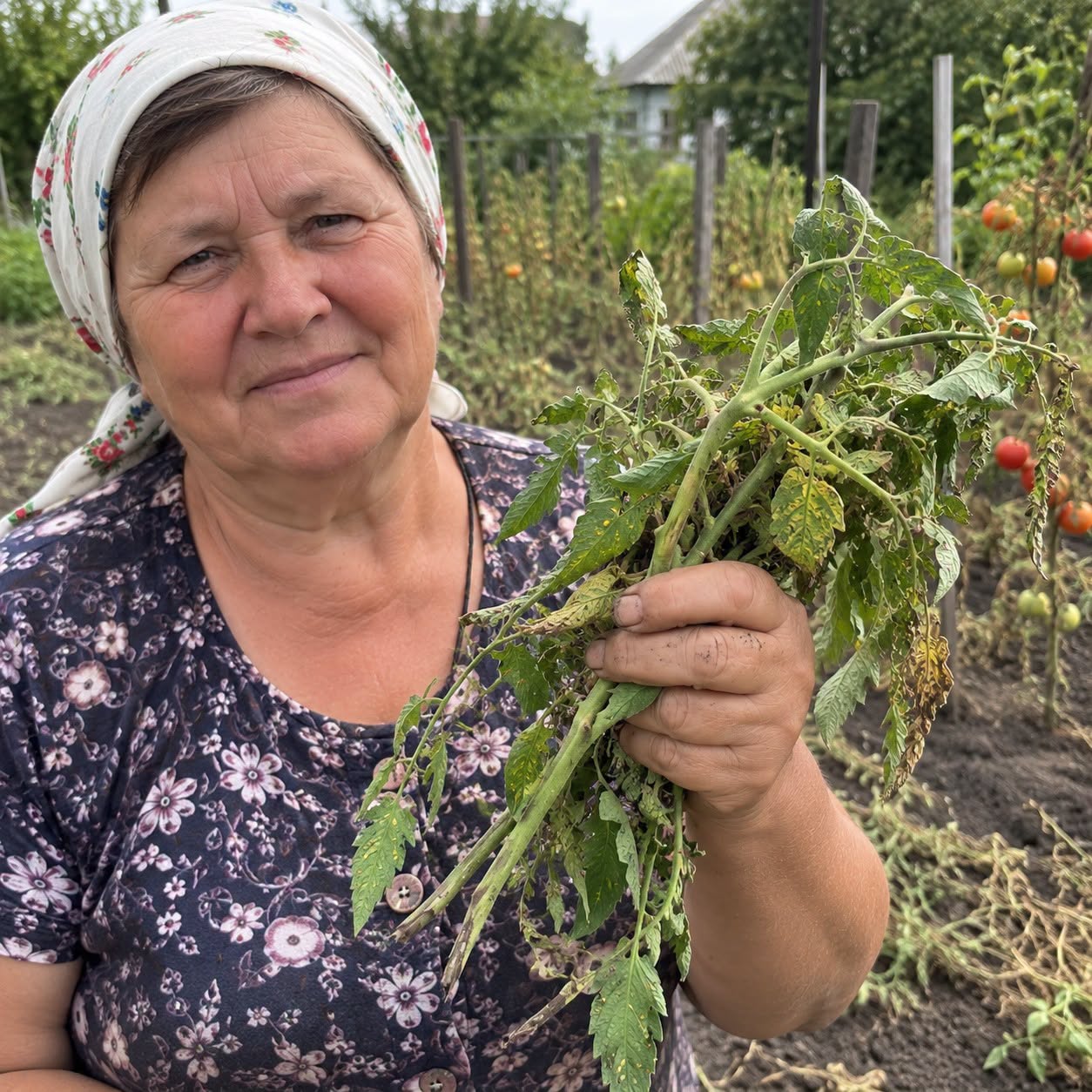 Nuskynėte paskutinius pomidorus? Štai kur dar gali praversti likę sveiki stiebai ir lapai