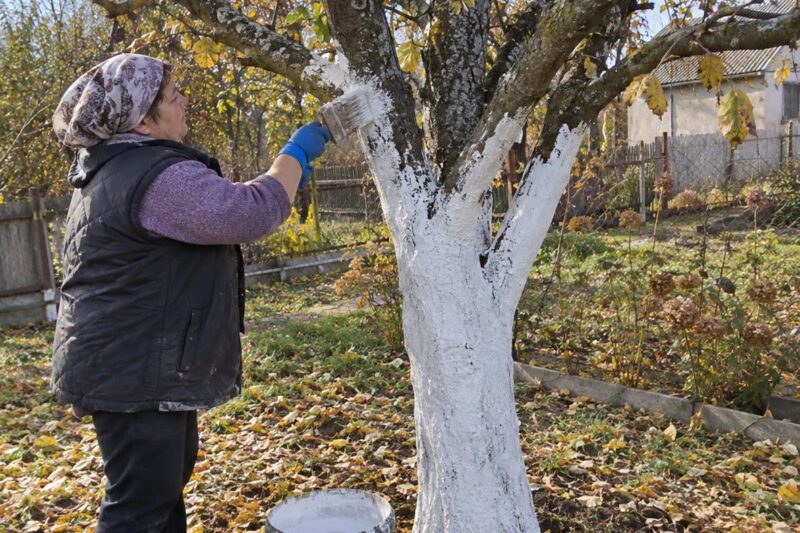 Vaismedžių balinimas rudenį: kada ir kaip teisingai balinti medžių kamienus