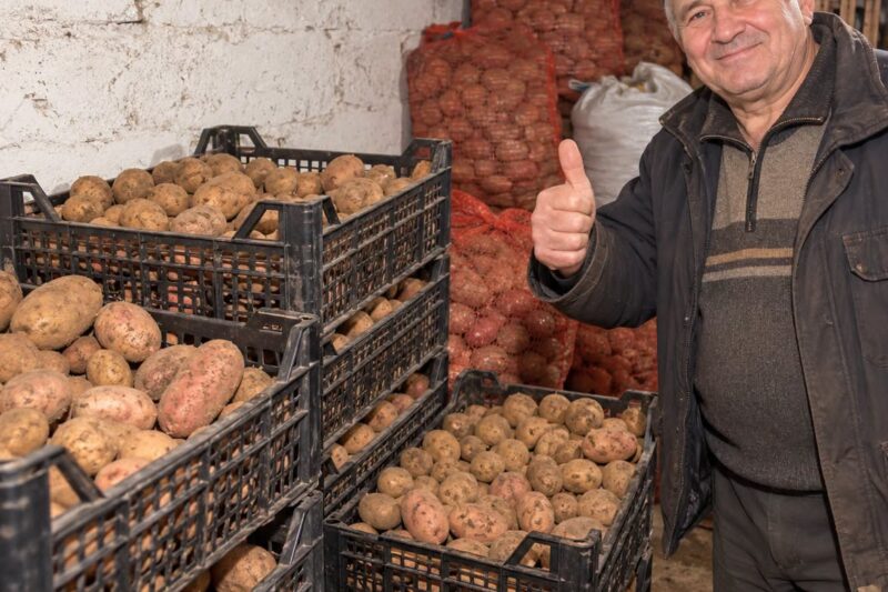 Kaip laikyti bulves per žiemą, kad jos nepūtų ir nepradėtų anksti dygti