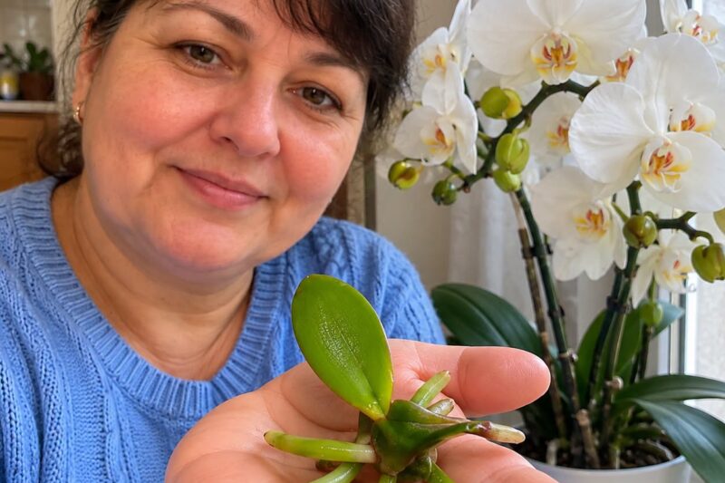 Kaip dauginti orchidėjas namuose: 3 būdai ir kada atskirti „vaikutį“