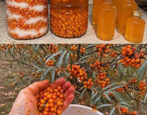 500 g šaltalankių ir medus – gardus rudens mišinys, tik netikėkite vienu pavojingu mitu
