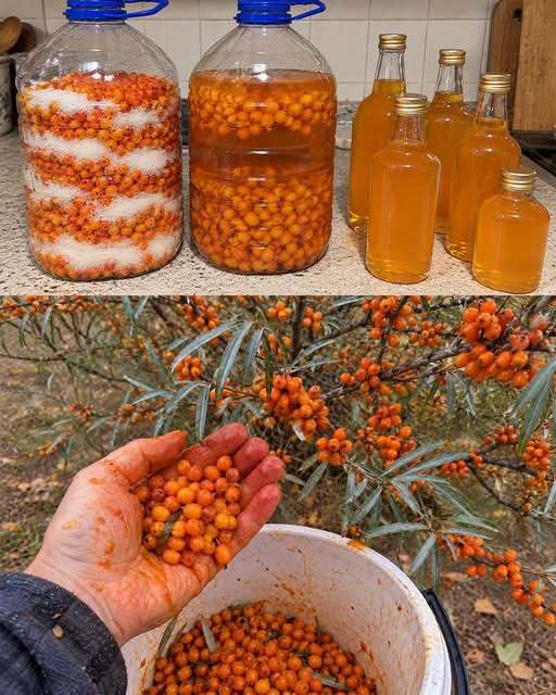 500 g šaltalankių ir medus – gardus rudens mišinys, tik netikėkite vienu pavojingu mitu