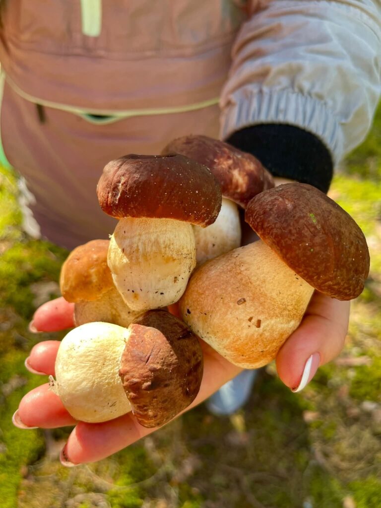 Baravykai