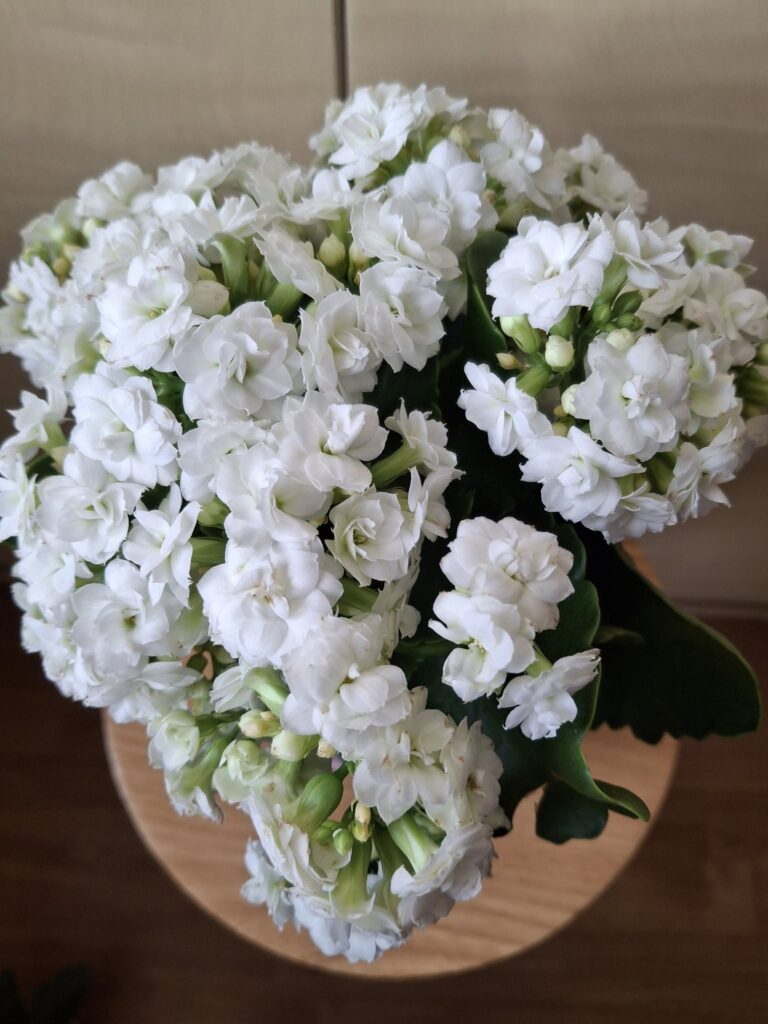 Kalankė