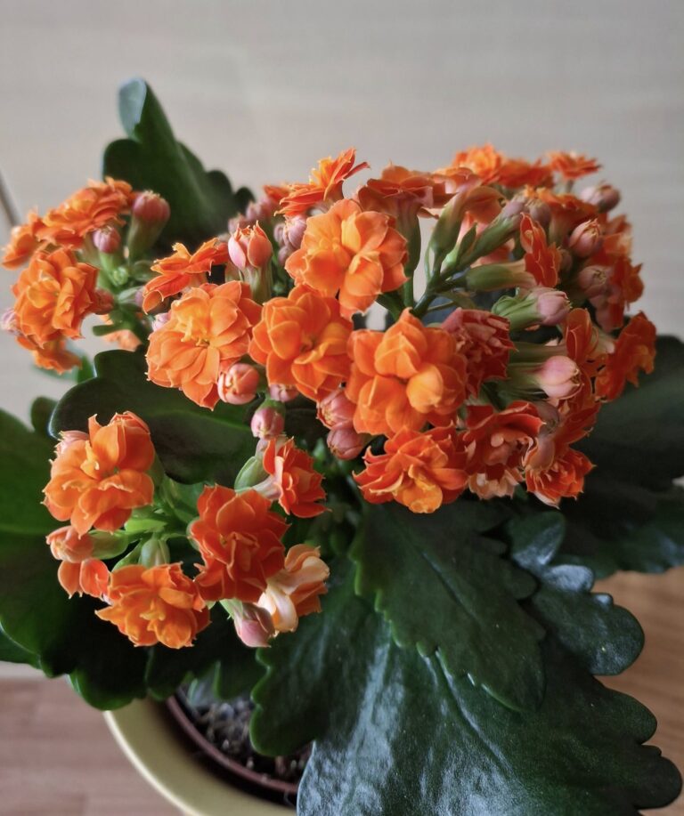 Kalankė