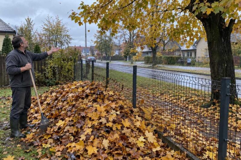 Kas turi surinkti savivaldybės medžio lapus privačiame kieme Kaune