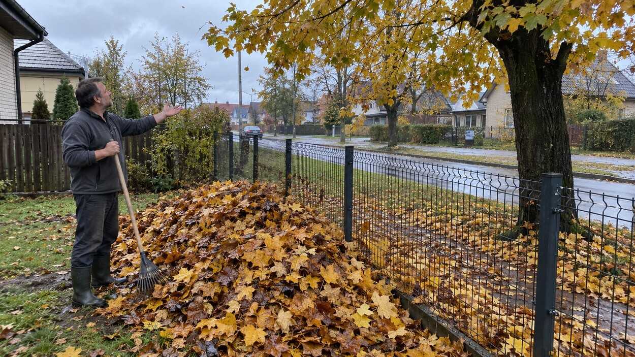 Prigrėbiau krūvą lapų nuo medžio, kuris net ne mano: paskambinus dėl jų paaiškėjo svarbi Kauno taisyklė