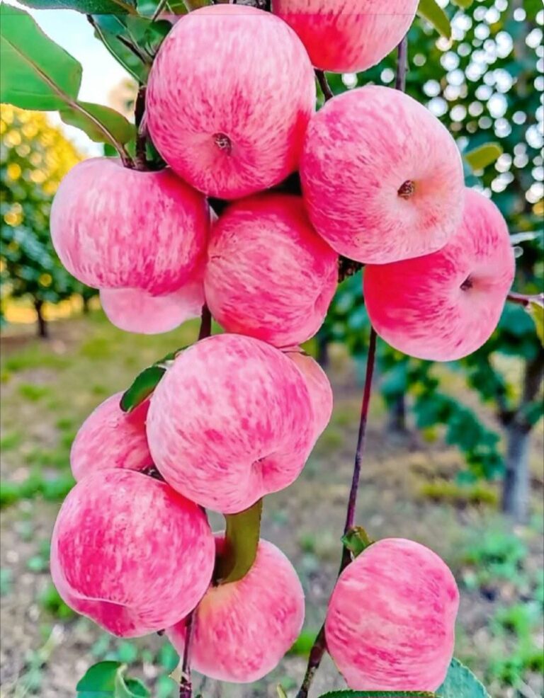 Obuoliai