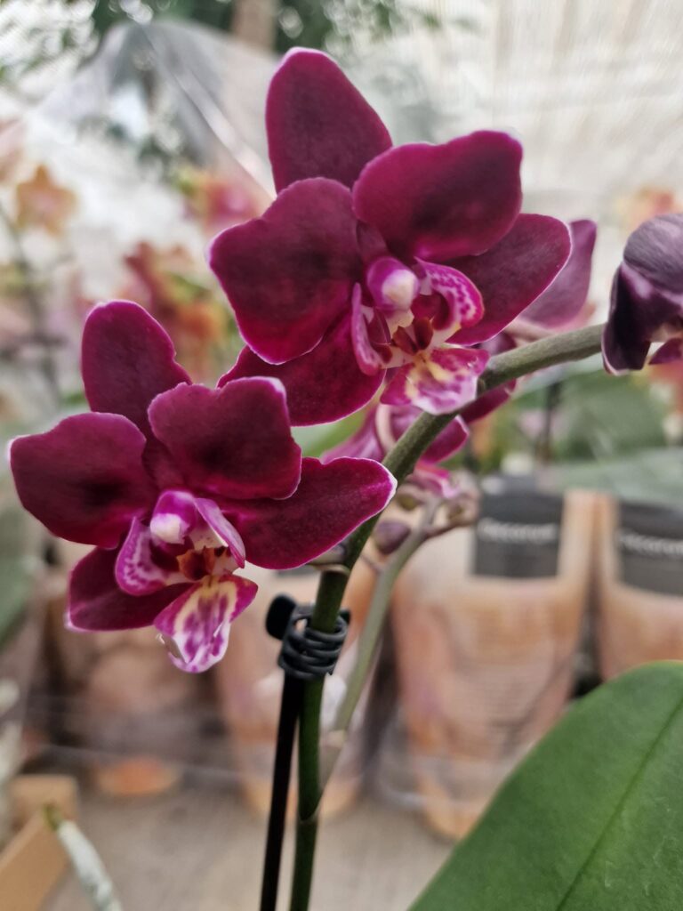 Orchidėjos – tai vienos populiariausių kambarinių gėlių