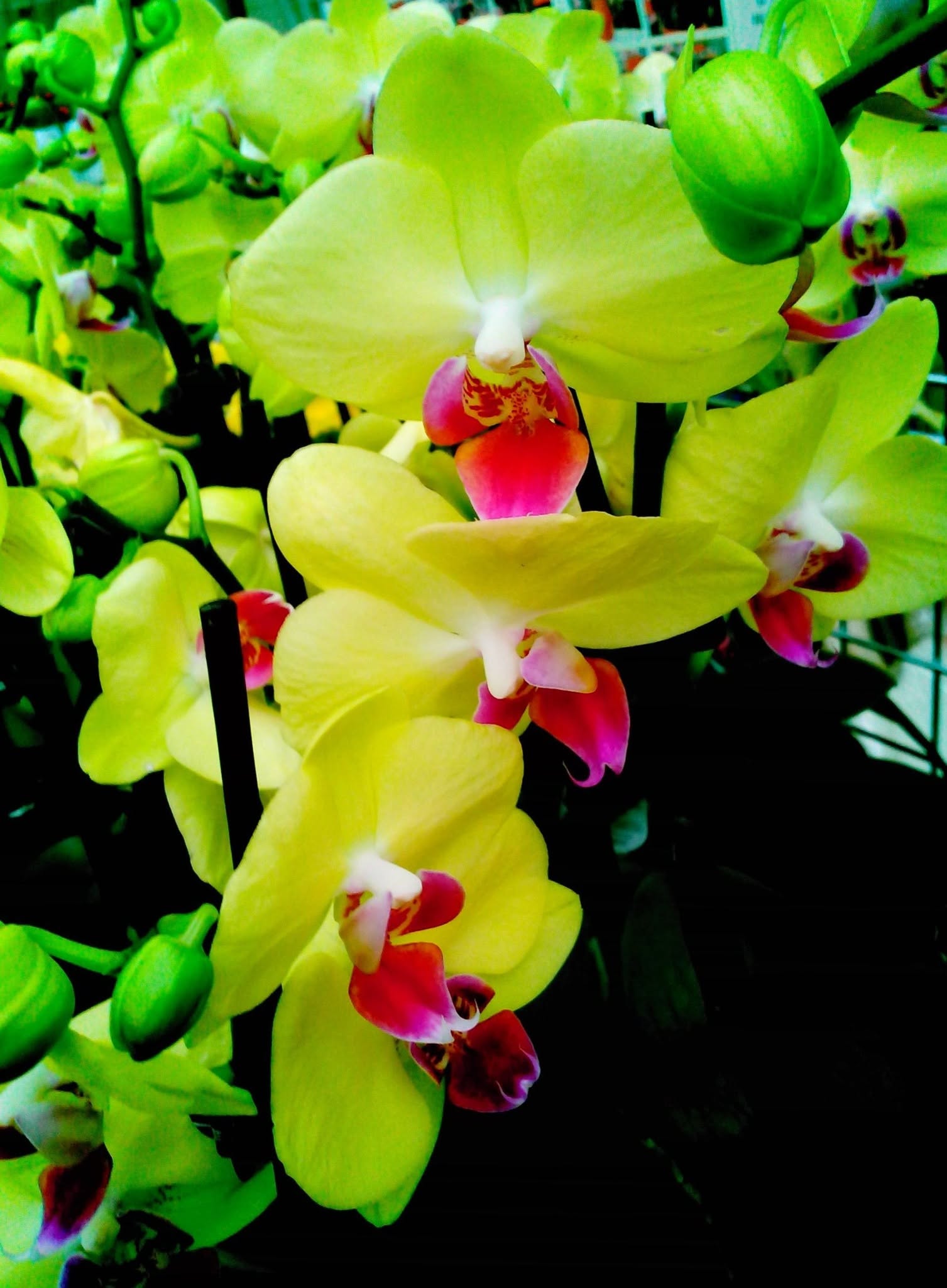 Orchidėjos – tai vienos populiariausių kambarinių gėlių — 10