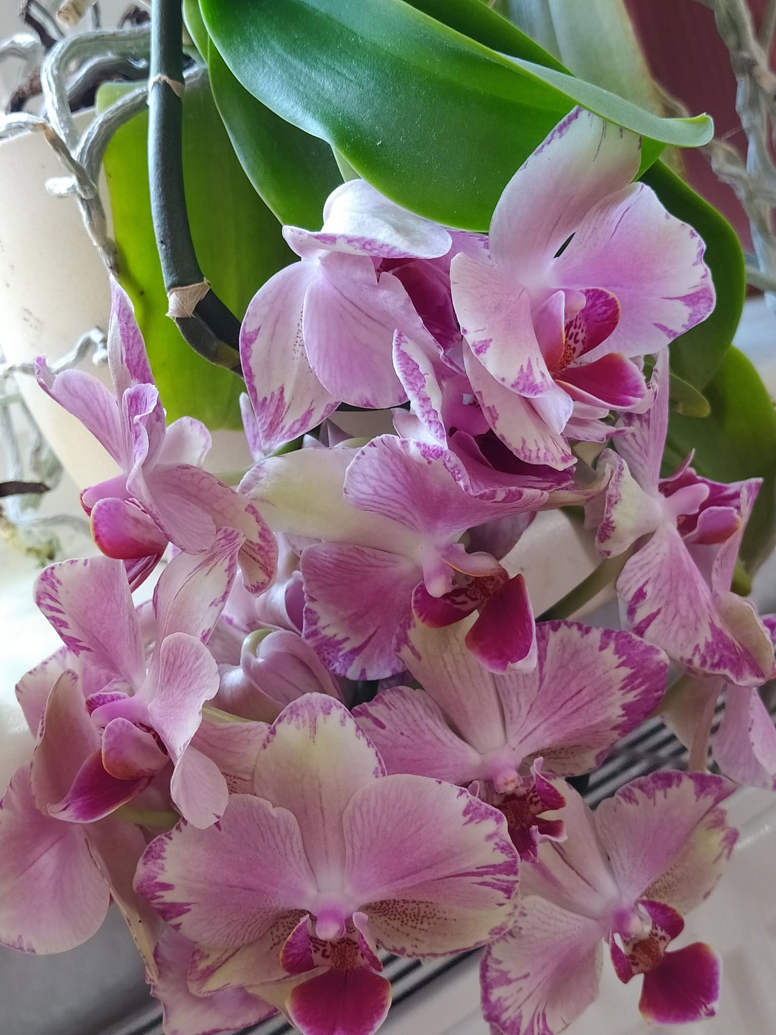 Orchidėjos – tai vienos populiariausių kambarinių gėlių — 11