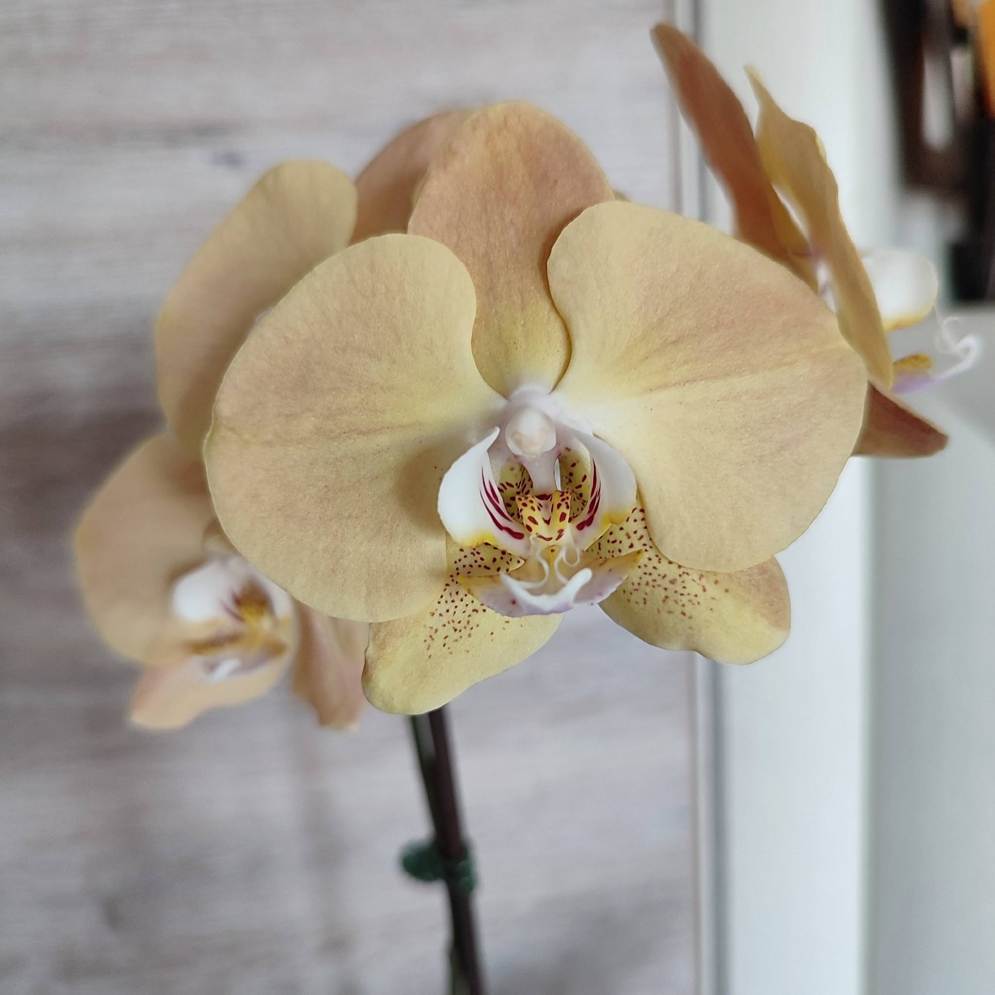 Orchidėjos – tai vienos populiariausių kambarinių gėlių — 12