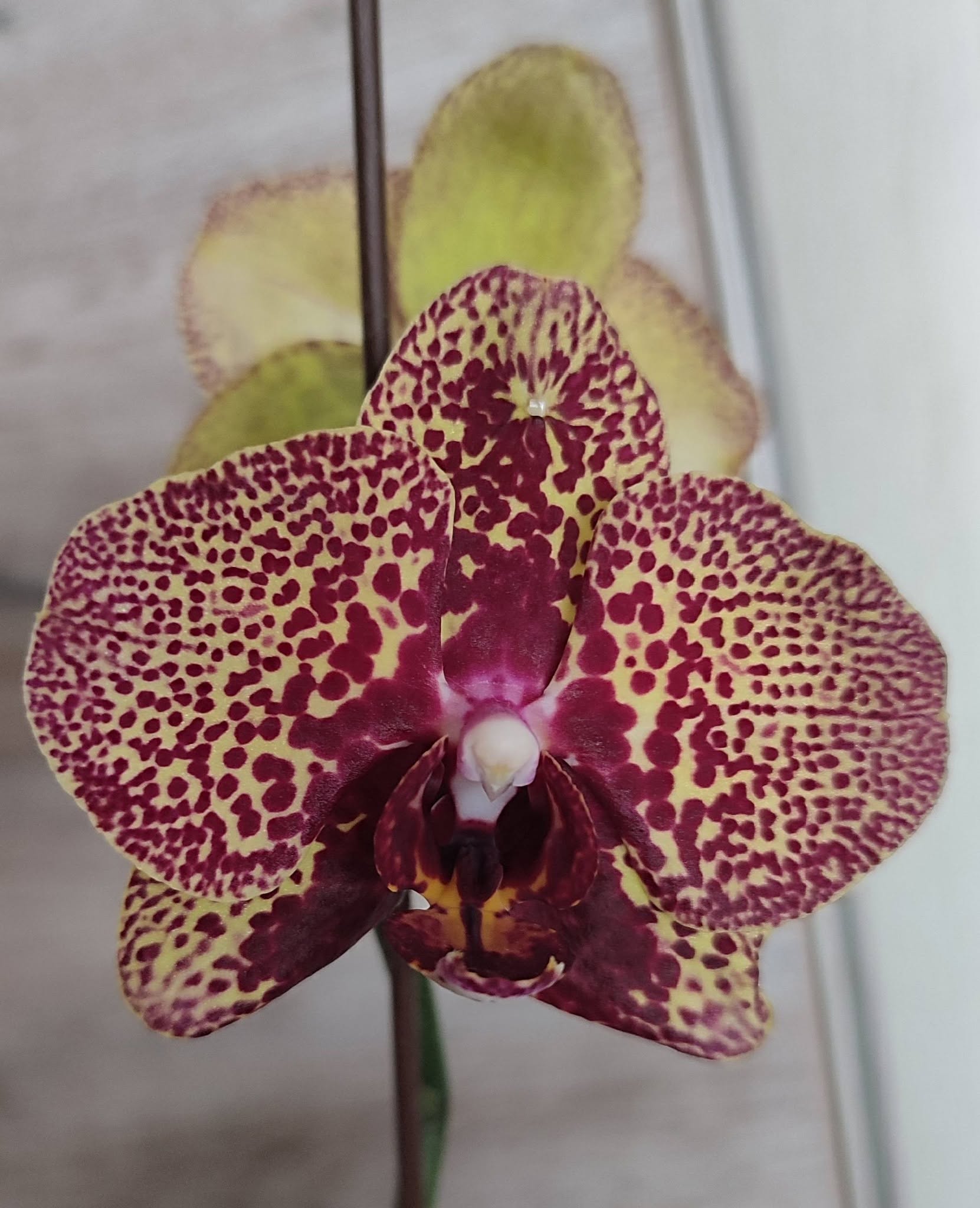 Orchidėjos – tai vienos populiariausių kambarinių gėlių — 13