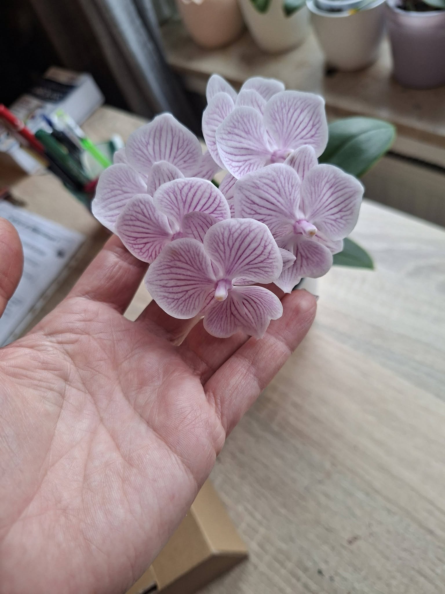 Orchidėjos – tai vienos populiariausių kambarinių gėlių — 14