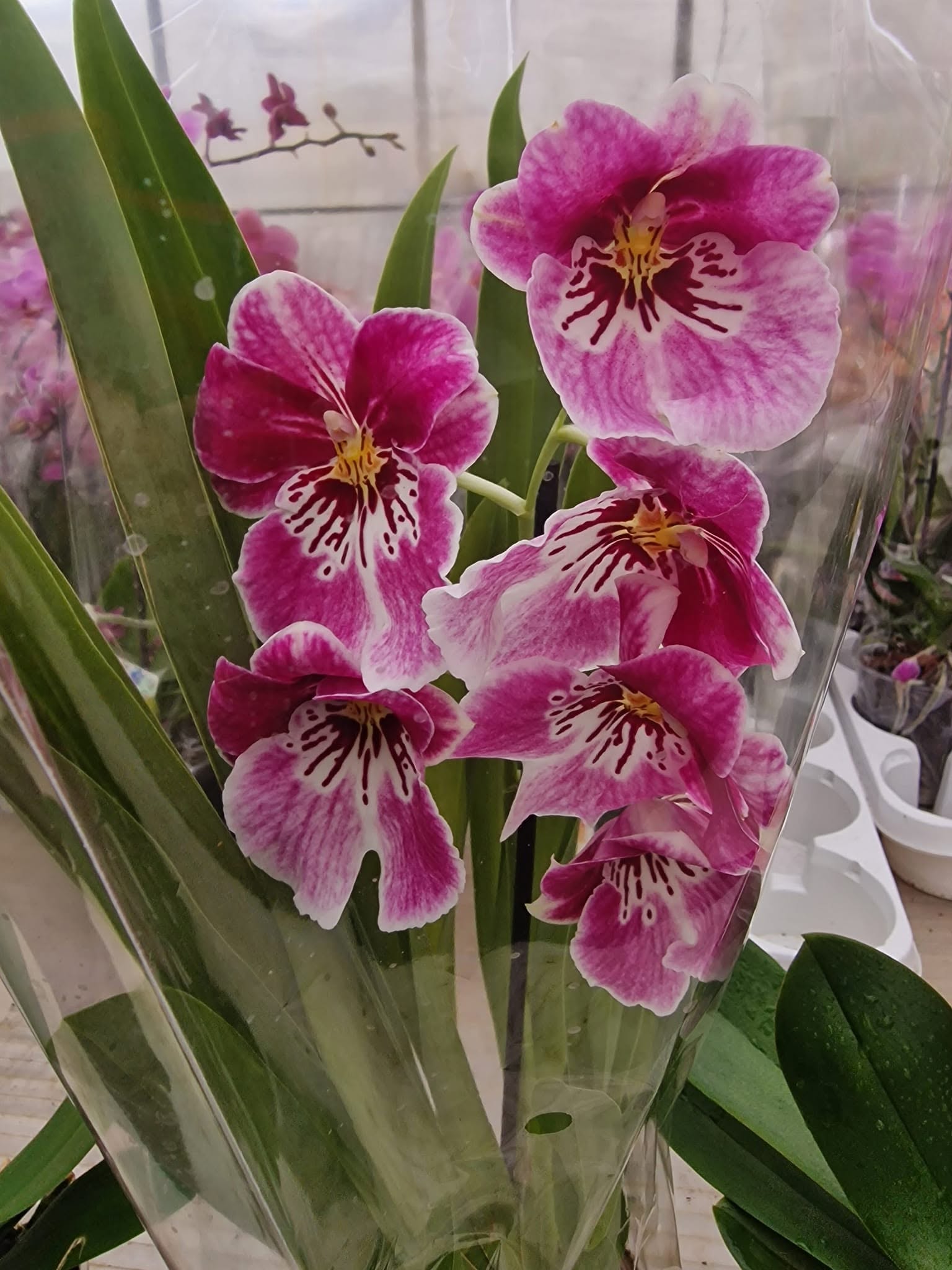 Orchidėjos – tai vienos populiariausių kambarinių gėlių — 4