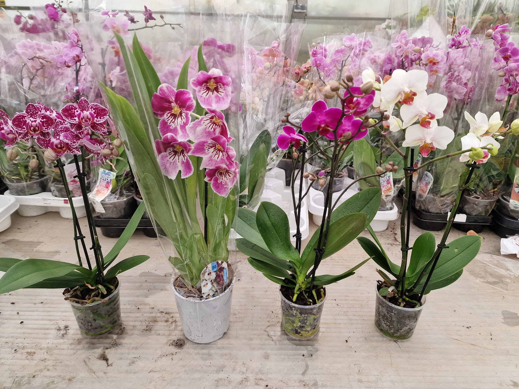 Orchidėjos – tai vienos populiariausių kambarinių gėlių — 5