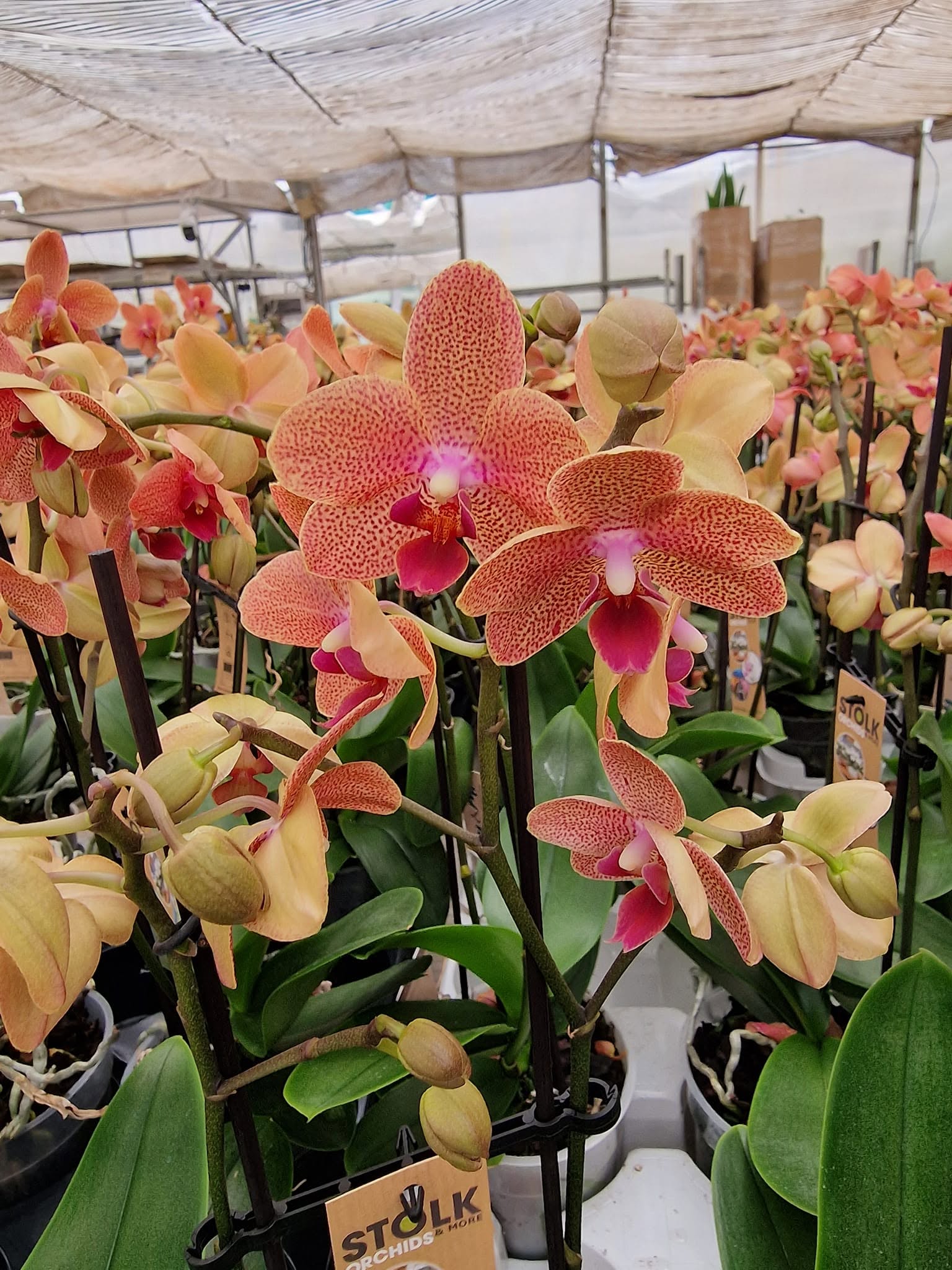 Orchidėjos – tai vienos populiariausių kambarinių gėlių — 6