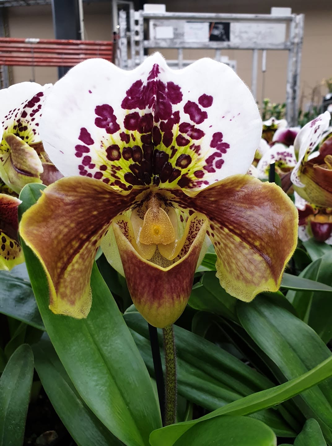 Orchidėjos – tai vienos populiariausių kambarinių gėlių — 7