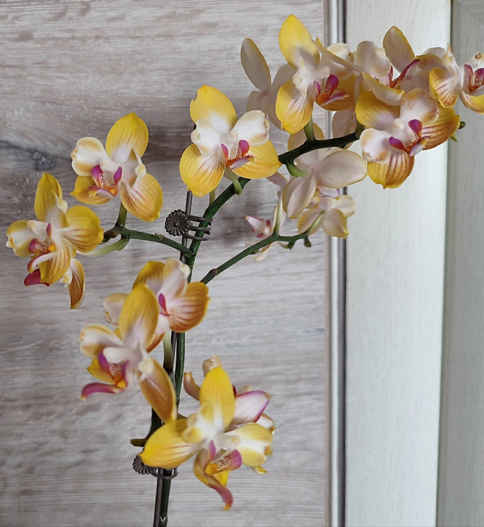 Orchidėjos – tai vienos populiariausių kambarinių gėlių — 8